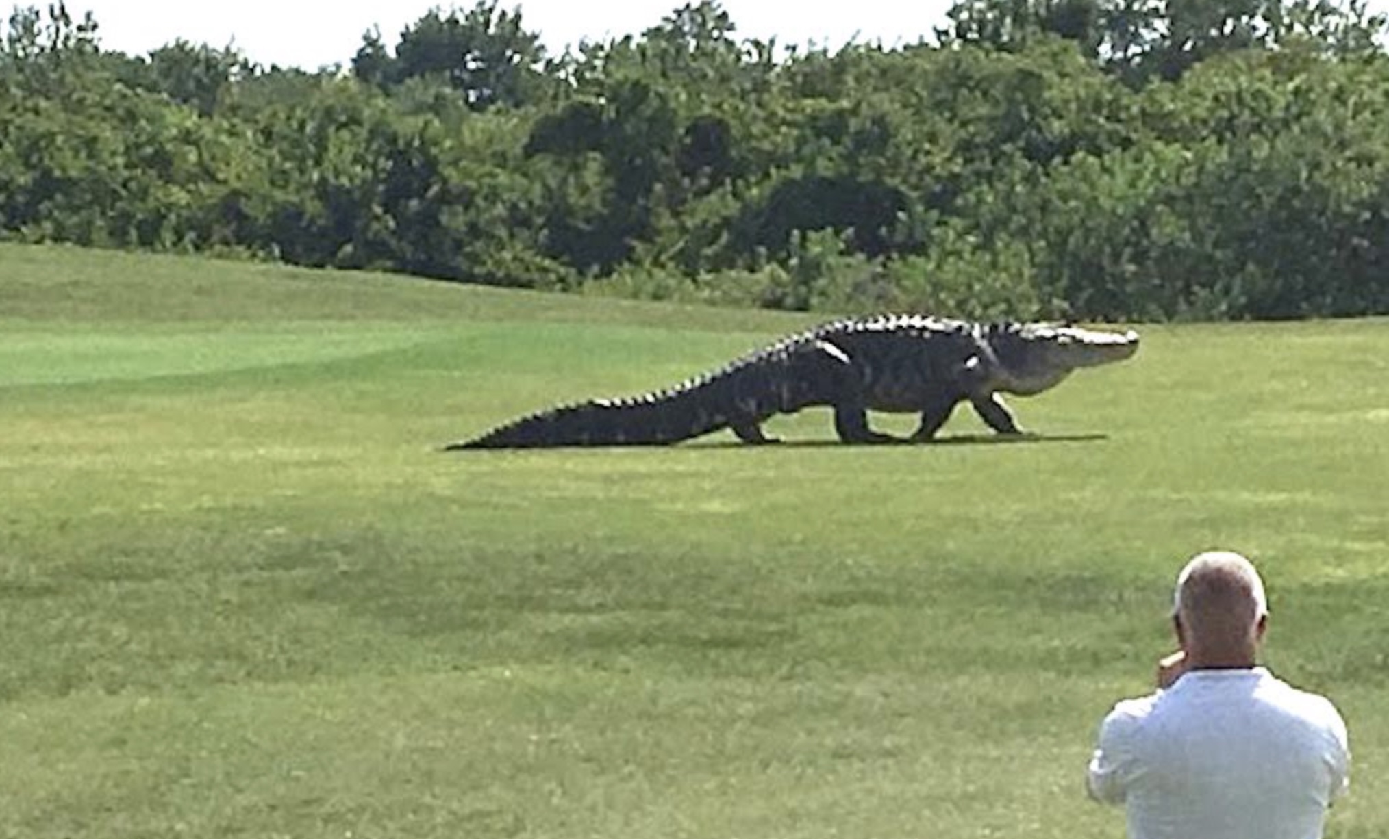 ZIEN: Gigantische alligator kruipt de golfbaan op, kijk goed naar wat er dan gebeurt