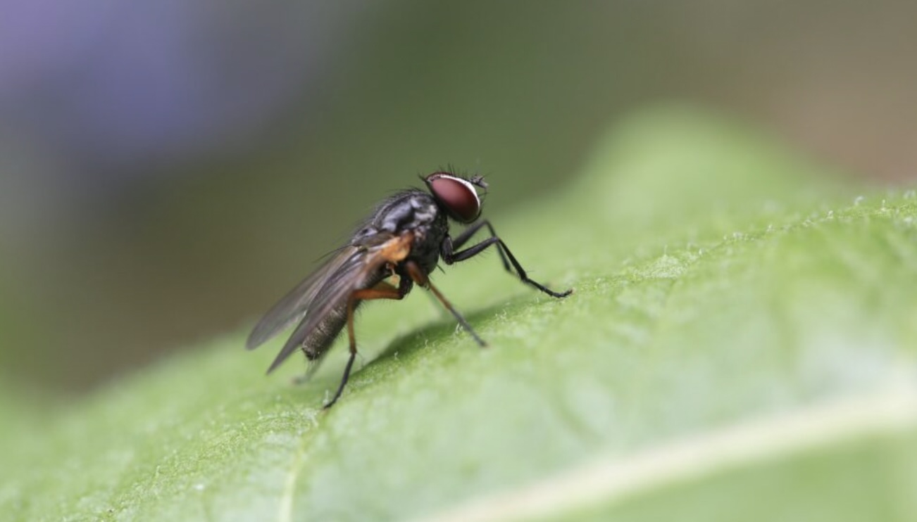 Handig om te weten: Dit gebeurt er dus echt als er een vlieg op je eten gaat zitten