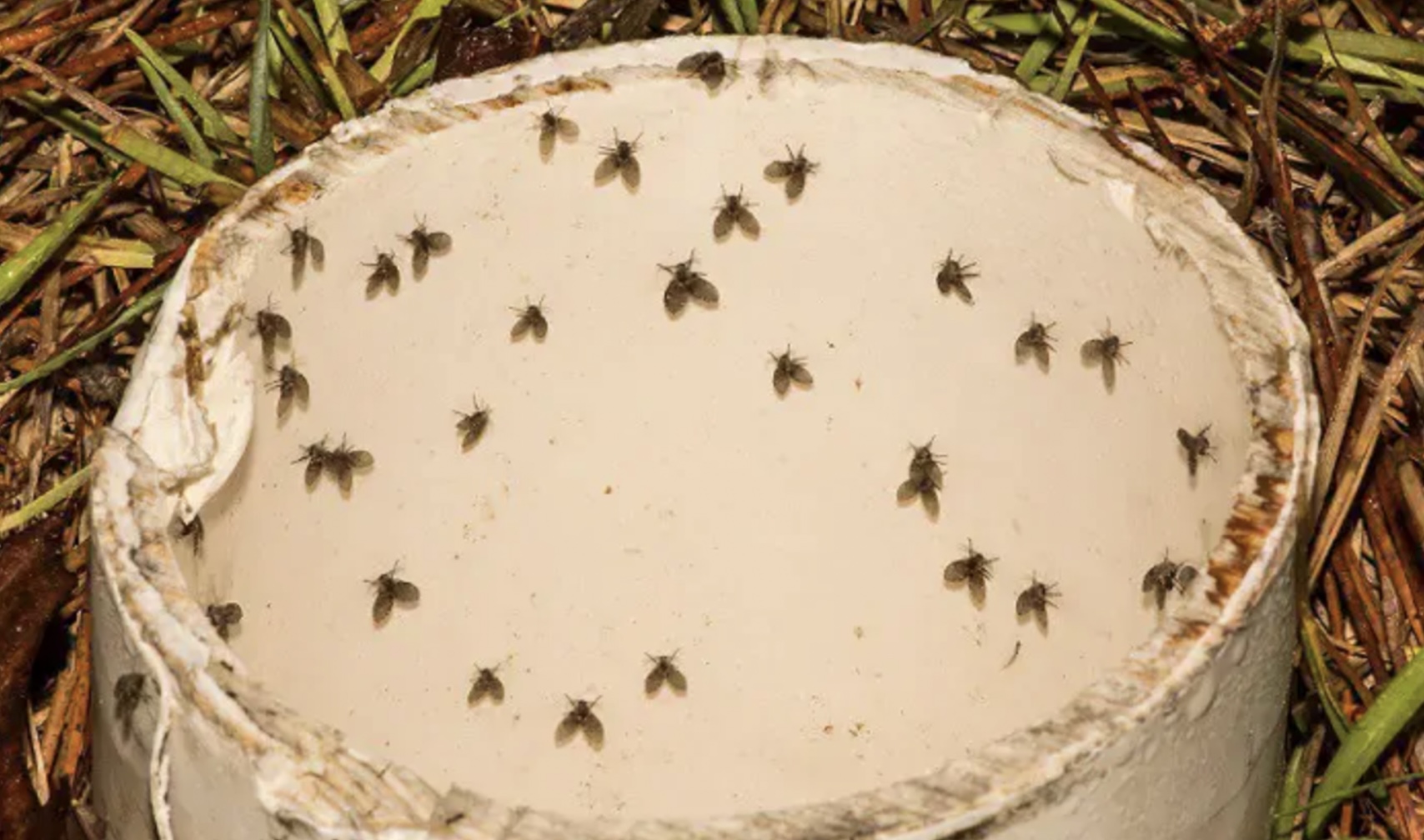 Vieze rioolvliegjes: Met deze truc heb je er nooit geen last meer van