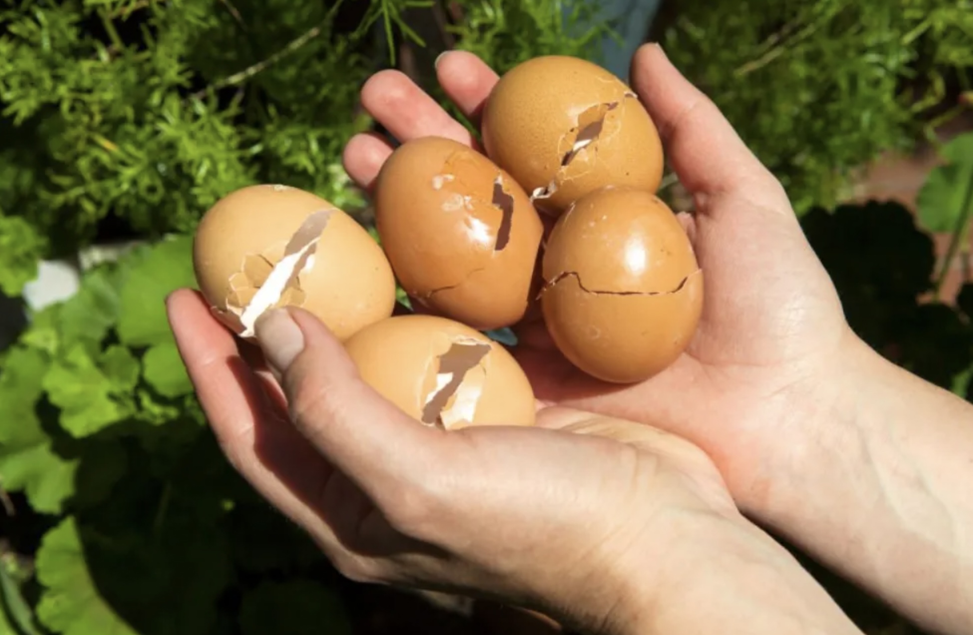 Begraaf een ei in je tuin en laat je verbazen over wat er gebeurt