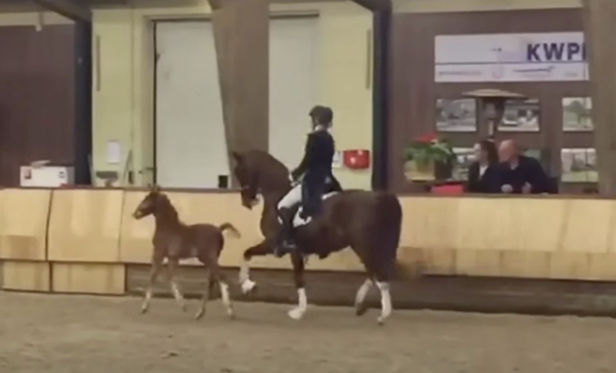TE SCHATTIG: Veulen volgt moeder en begint naast haar te dansen voor het publiek (video)