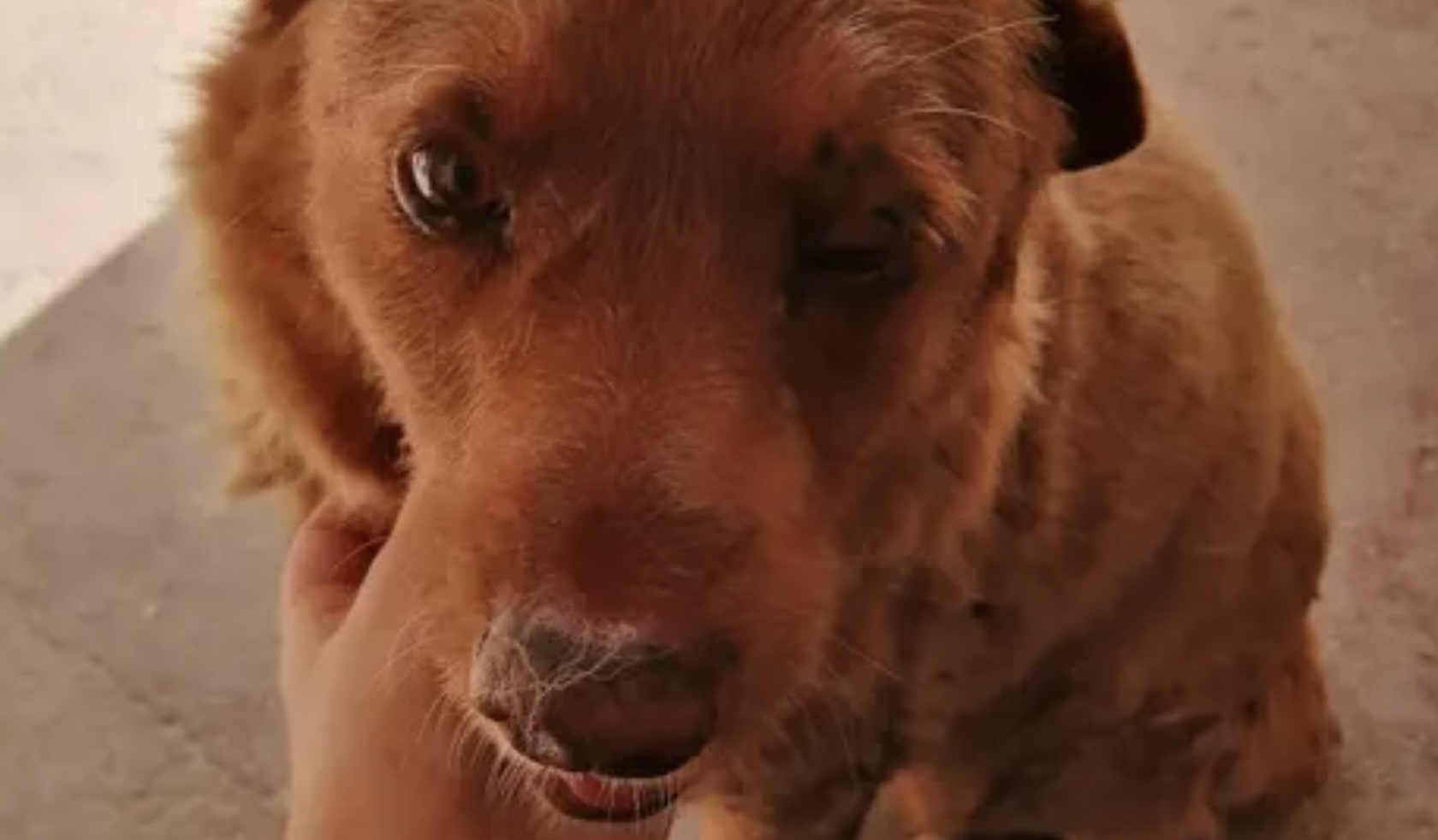 ZIEN: Bobi is de oudste hond ooit. Dit is zijn leeftijd en geheim