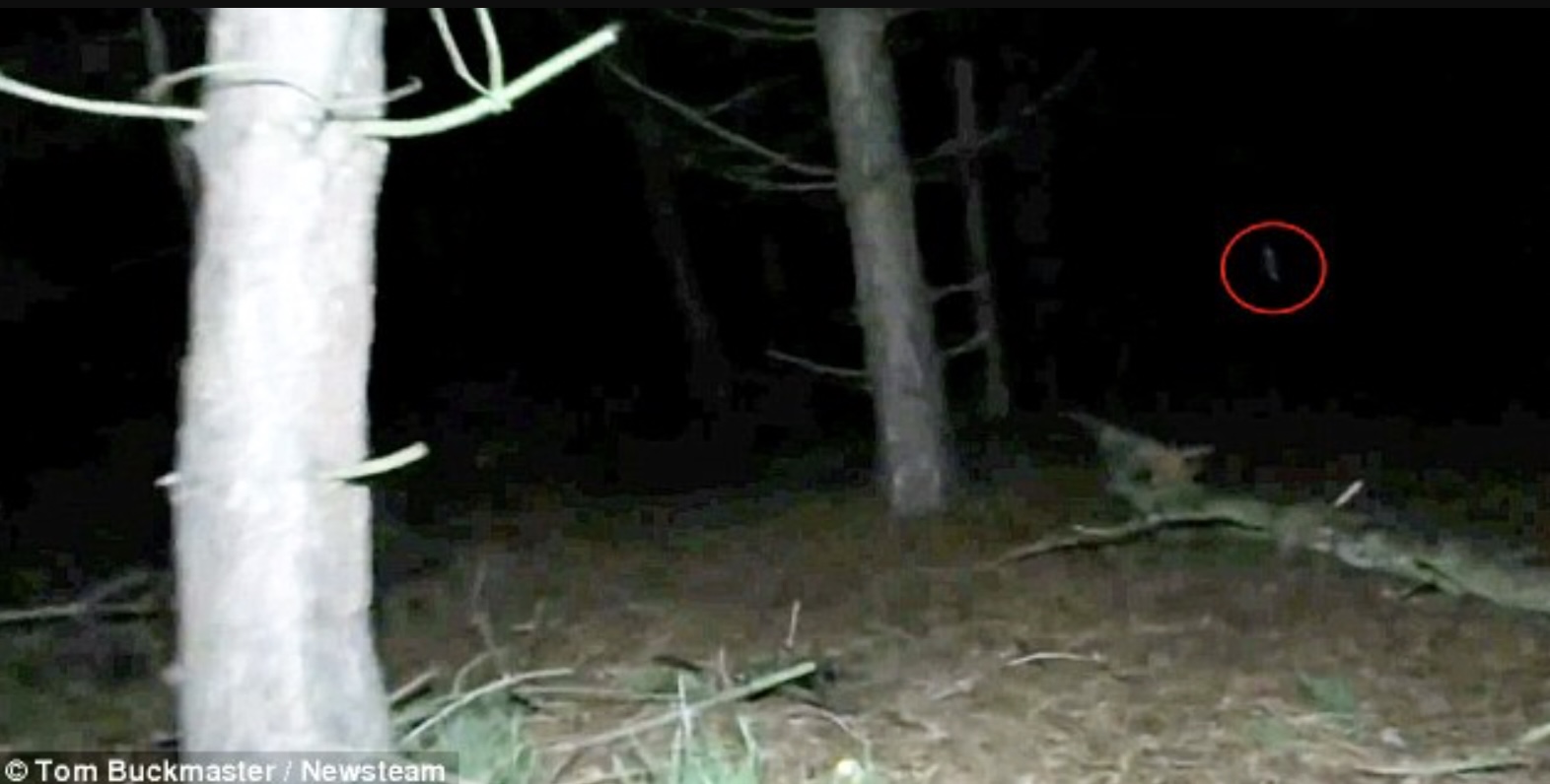 ZIEN: Angstaanjagende geest van ‘meisje met zwarte ogen’  op camera vastgelegd in het bos