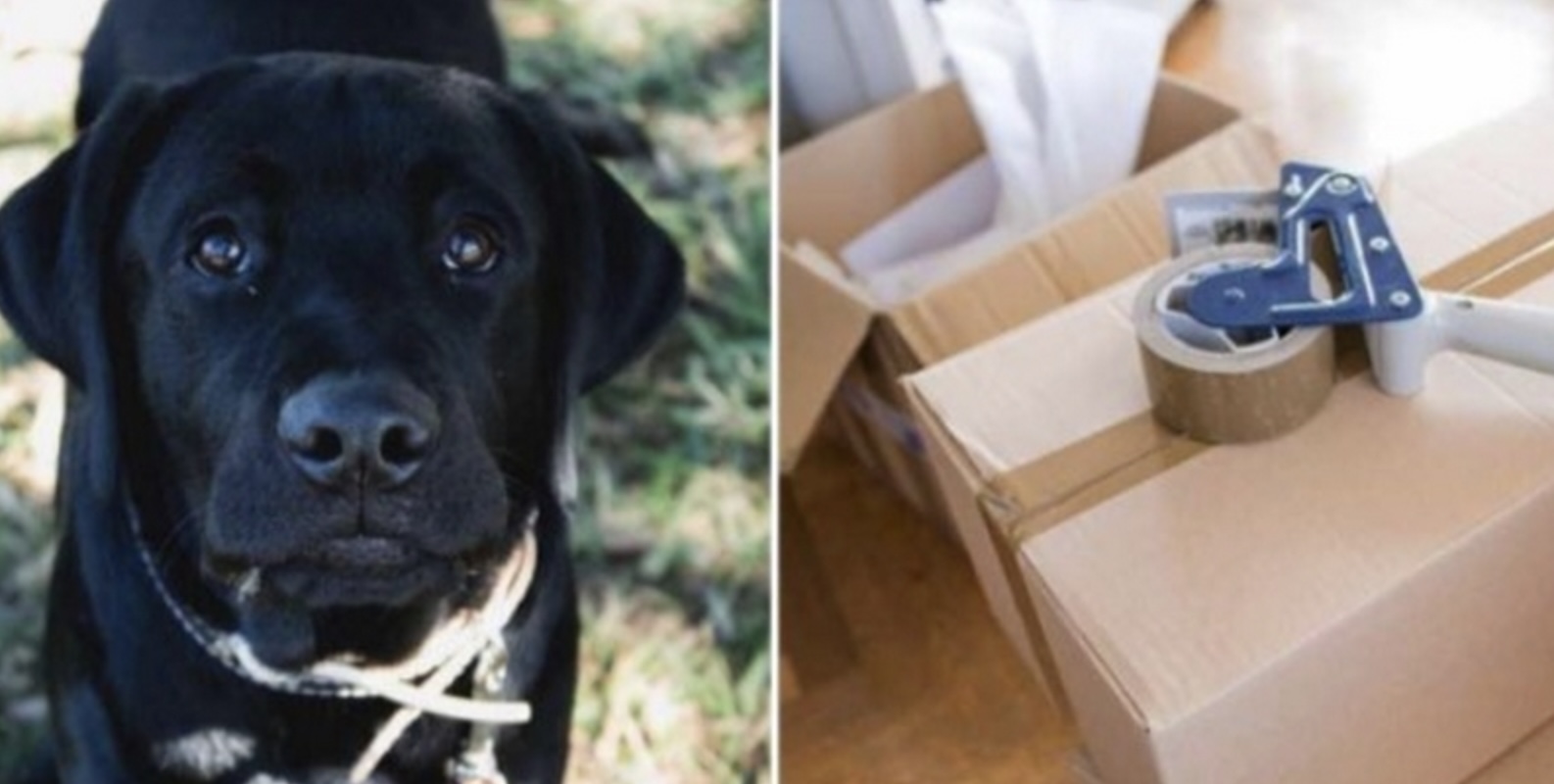 Man wil depressieve hond terugsturen naar asiel, tot hij zich realiseert wat er écht aan de hand is..