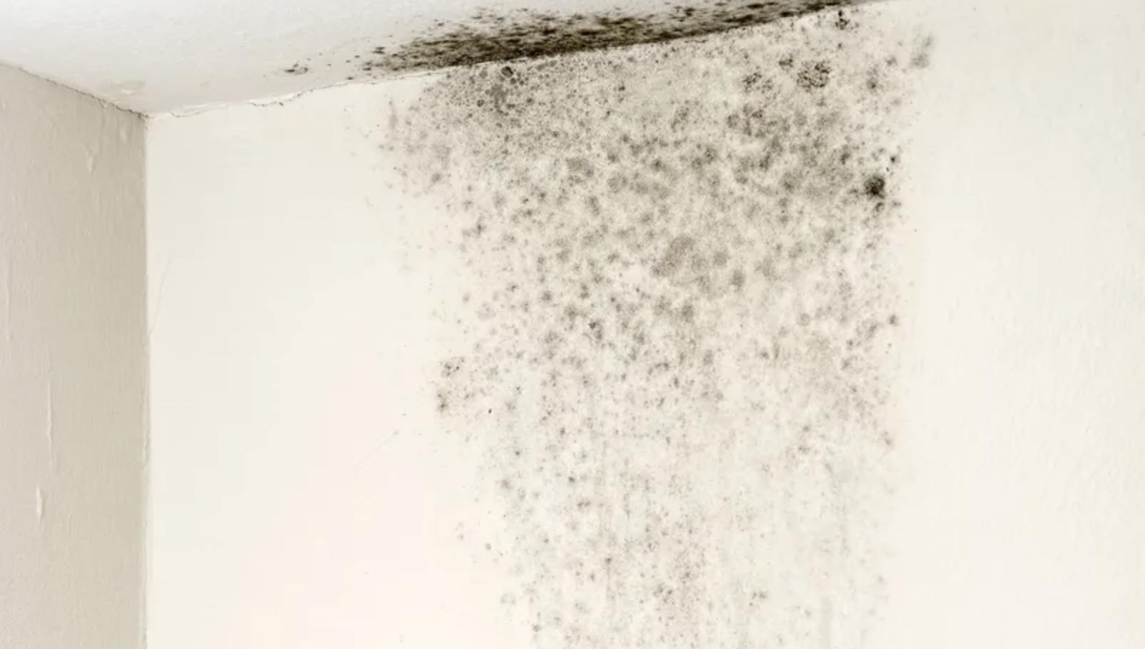 Giftige zwarte schimmel? Zo herken je de signalen thuis