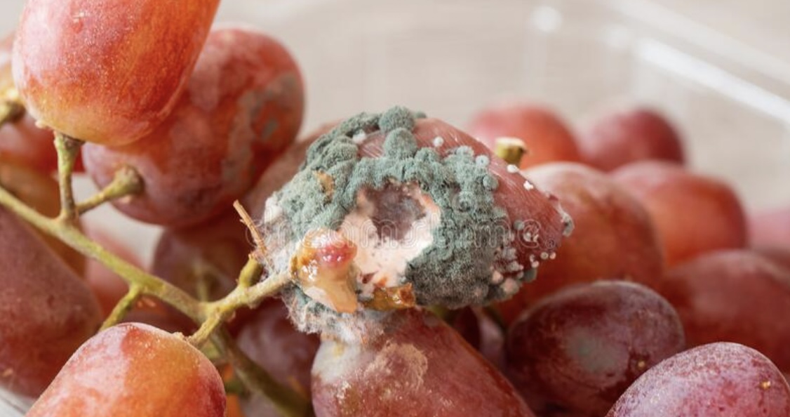 LET OP: Dit is de reden dat je nooit meer pitloze druiven moet kopen