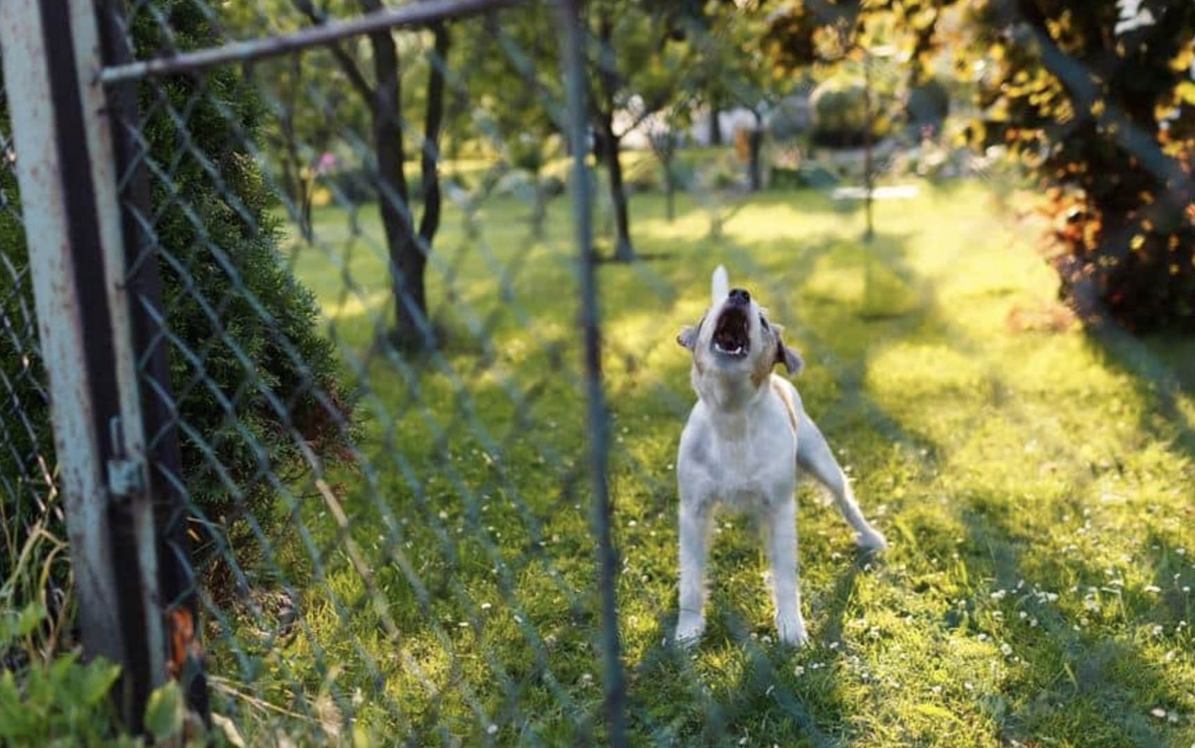 Jos: “Mijn buurman bedreigt onze hond met de dood en ik weet niet wat ik moet doen”