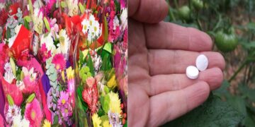 Zo houd je een bos bloemen veel langer mooi!