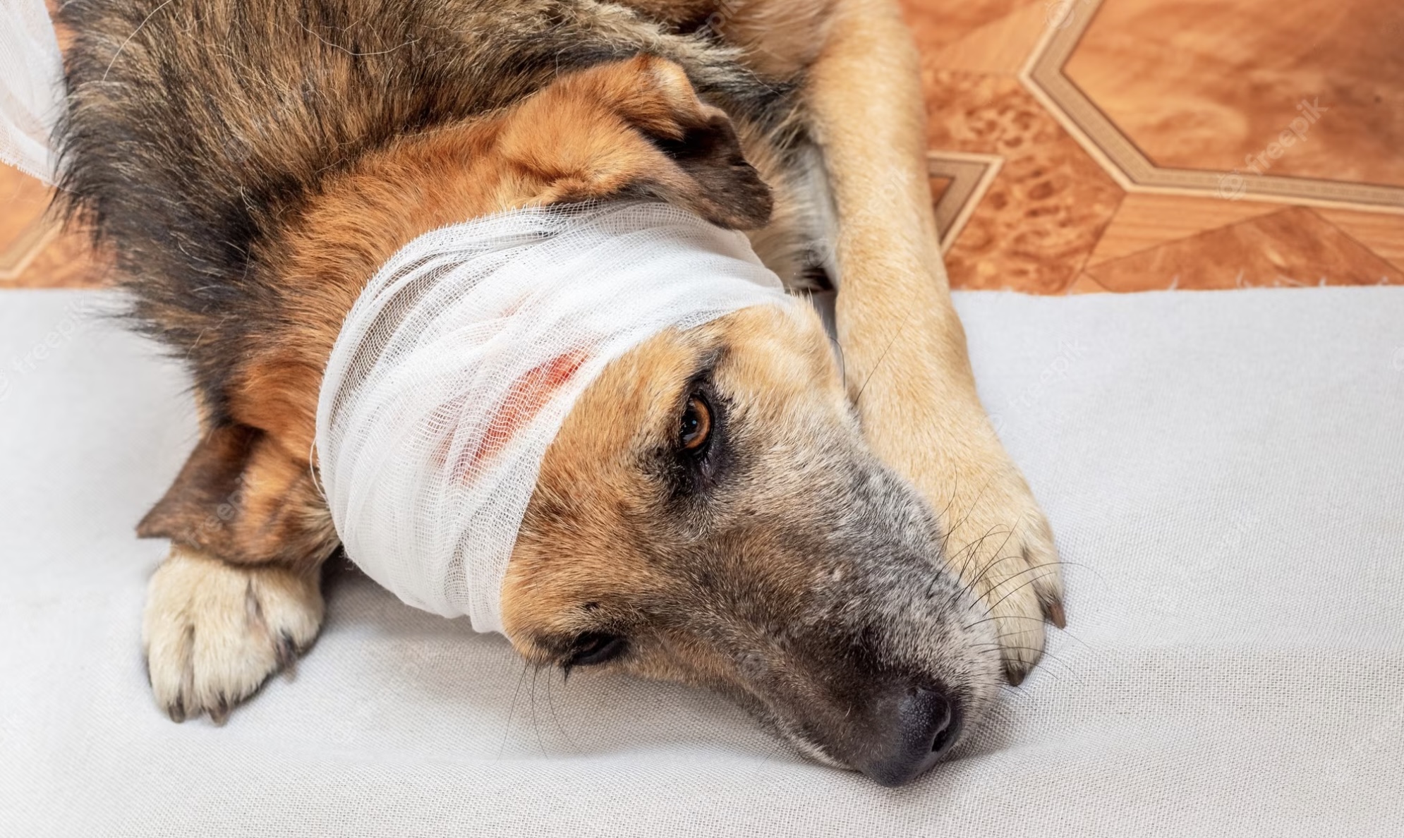 OPGEBIECHT: “Ik weiger de dierenarts van een vriendin te betalen nadat ik haar hond heb verwond”