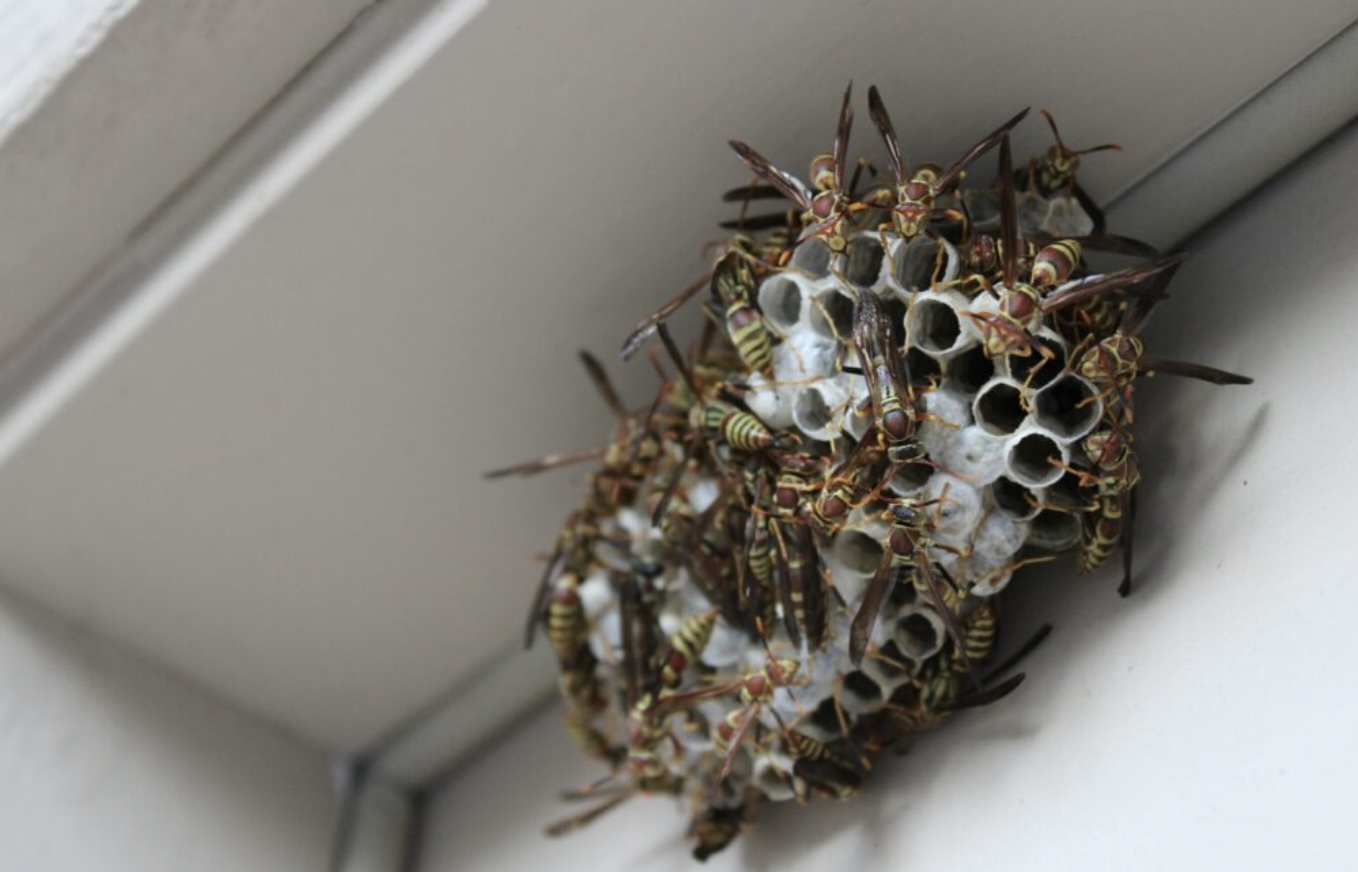 Opgelet: Er is kans op een wespenplaag. Zo houd je wespen op afstand