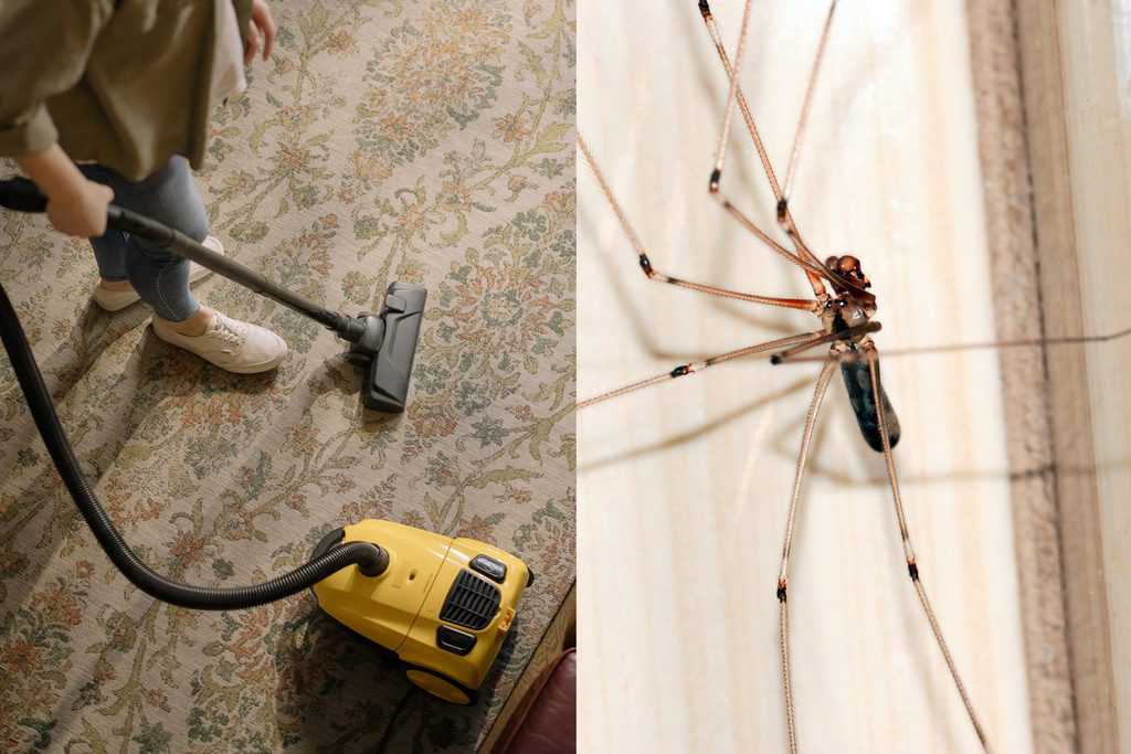 Spin opgezogen met stofzuiger: Dit is wat er echt gebeurt