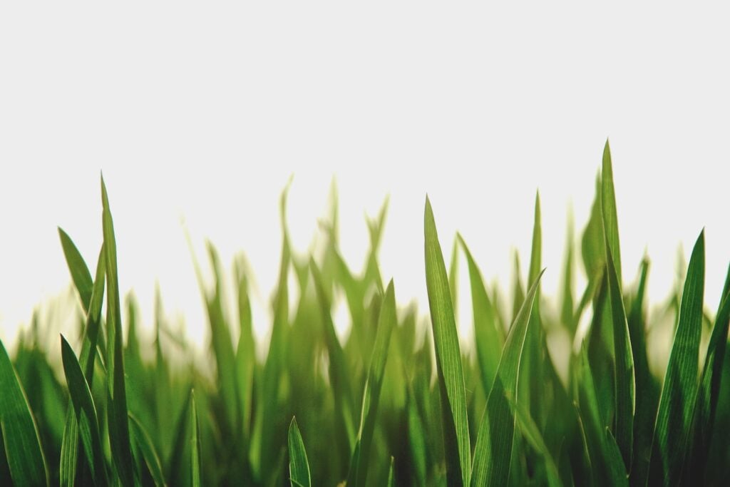 Closeup photography of green grassfield