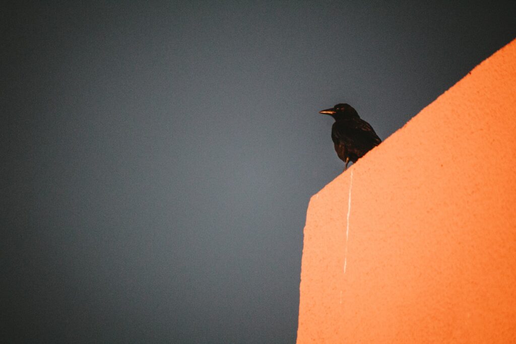 A black bird sitting on top of an orange wall