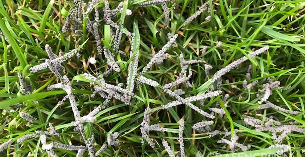 Hovenier luidt noodklok: Deze fout zorgt ervoor dat Nederlanders hun tuinplanten vermoorden