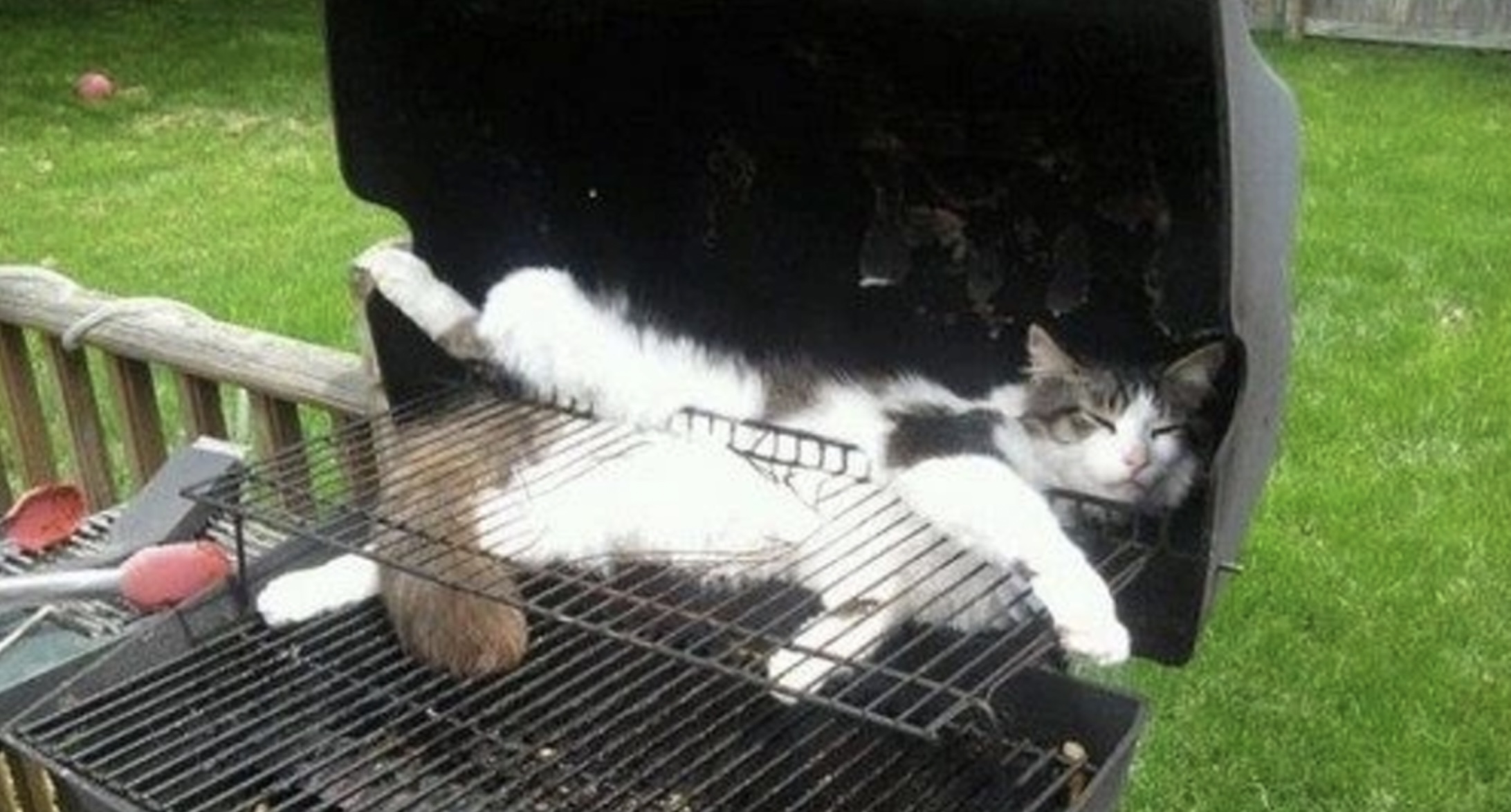 Bescherm jouw huisdieren tegen deze 9 gevaarlijke valkuilen in jouw tuin