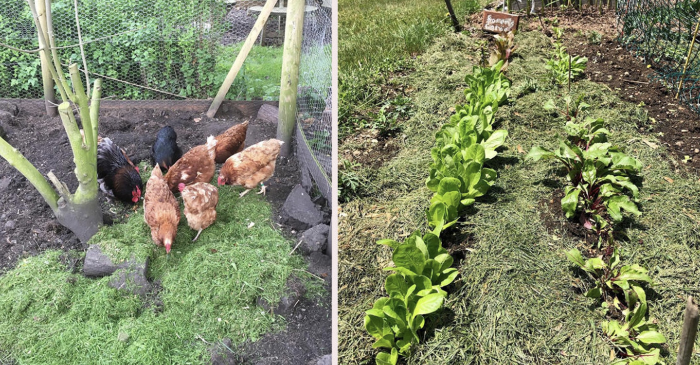 5 manieren om je grasresten te hergebruiken na het grasmaaien