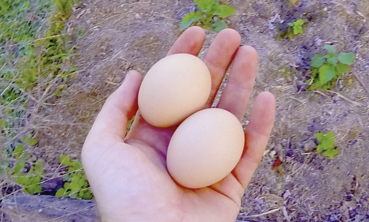 SUPERTIP: Leg een rauw ei bij je planten en kijk wat er mee gebeurt!