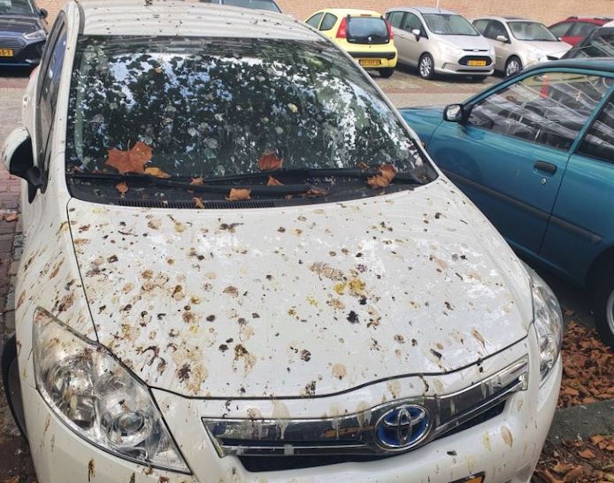 Met deze tip verwijder je vogelpoep snel en krasvrij van je auto!