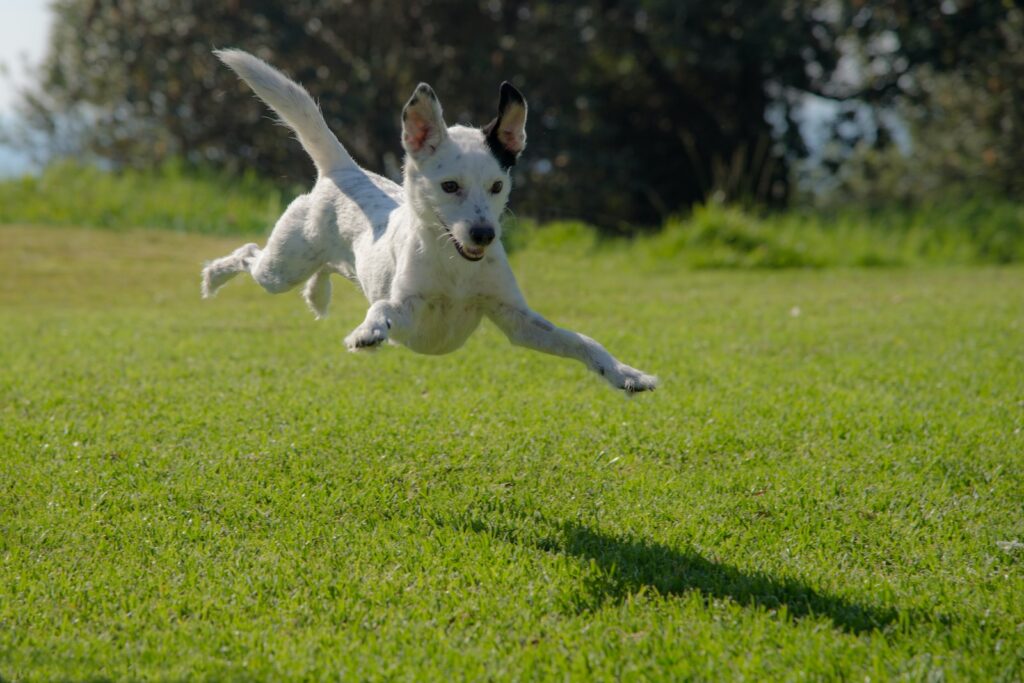 Dog jumping on lawn during daytime