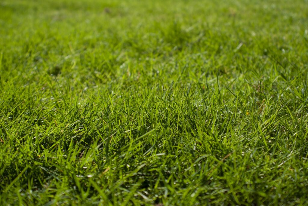 Macro photography of green grass ground