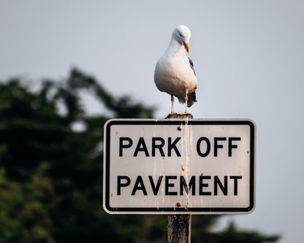 White bird on black and white no smoking sign