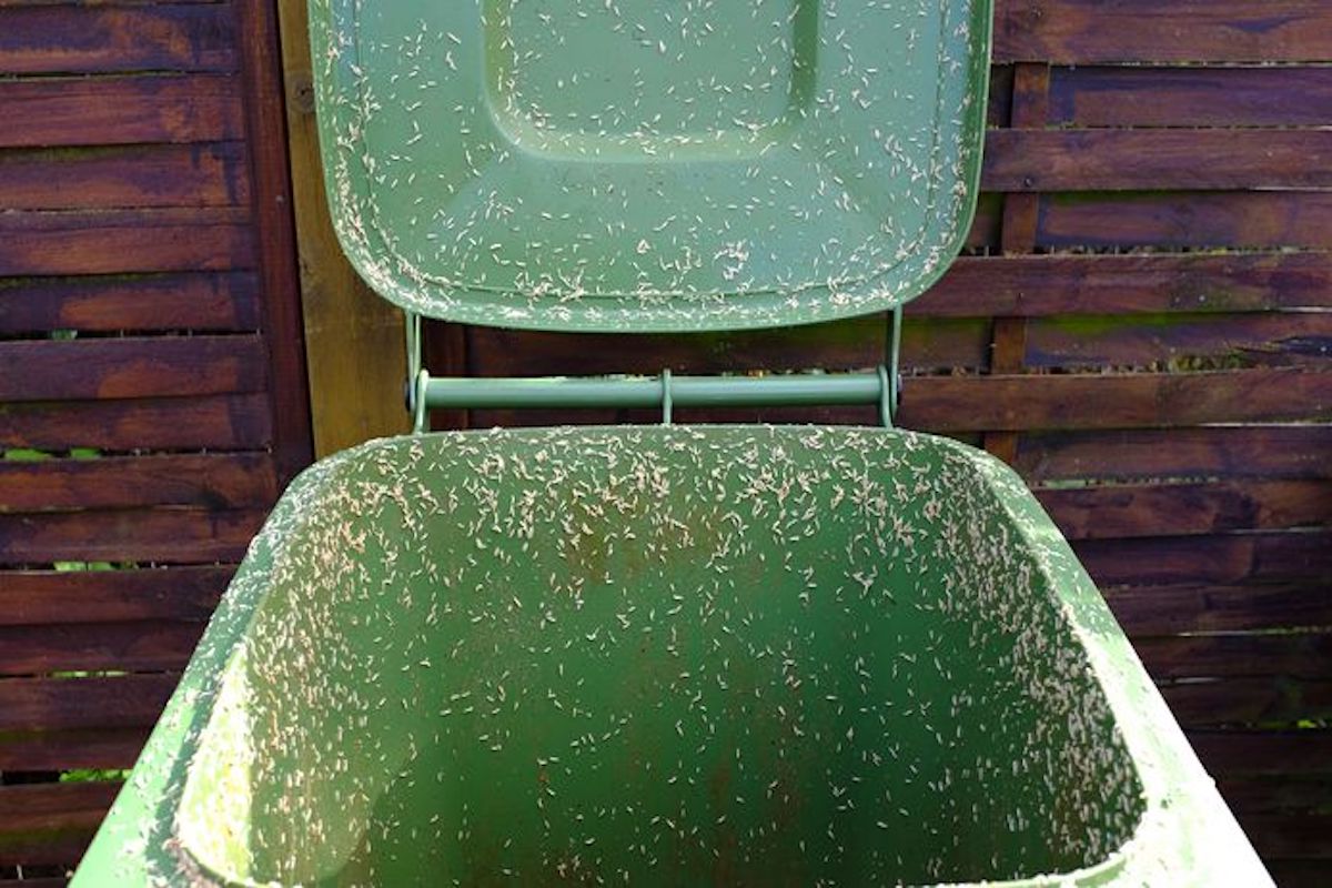 Last van een stinkende container vol vliegen of maden? Dit is de oplossing!