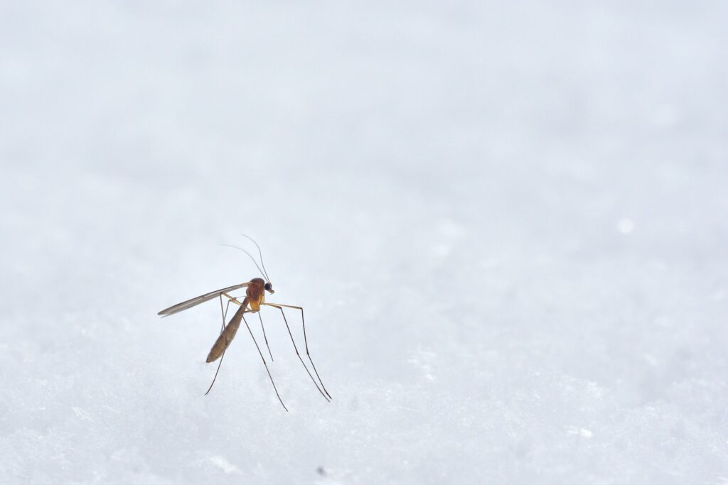 Brown winged insect photograph