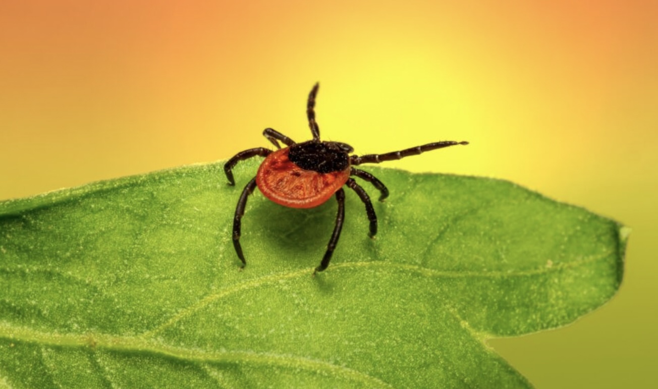 SUPERTIP: Met deze truc houd je teken uit je achtertuin