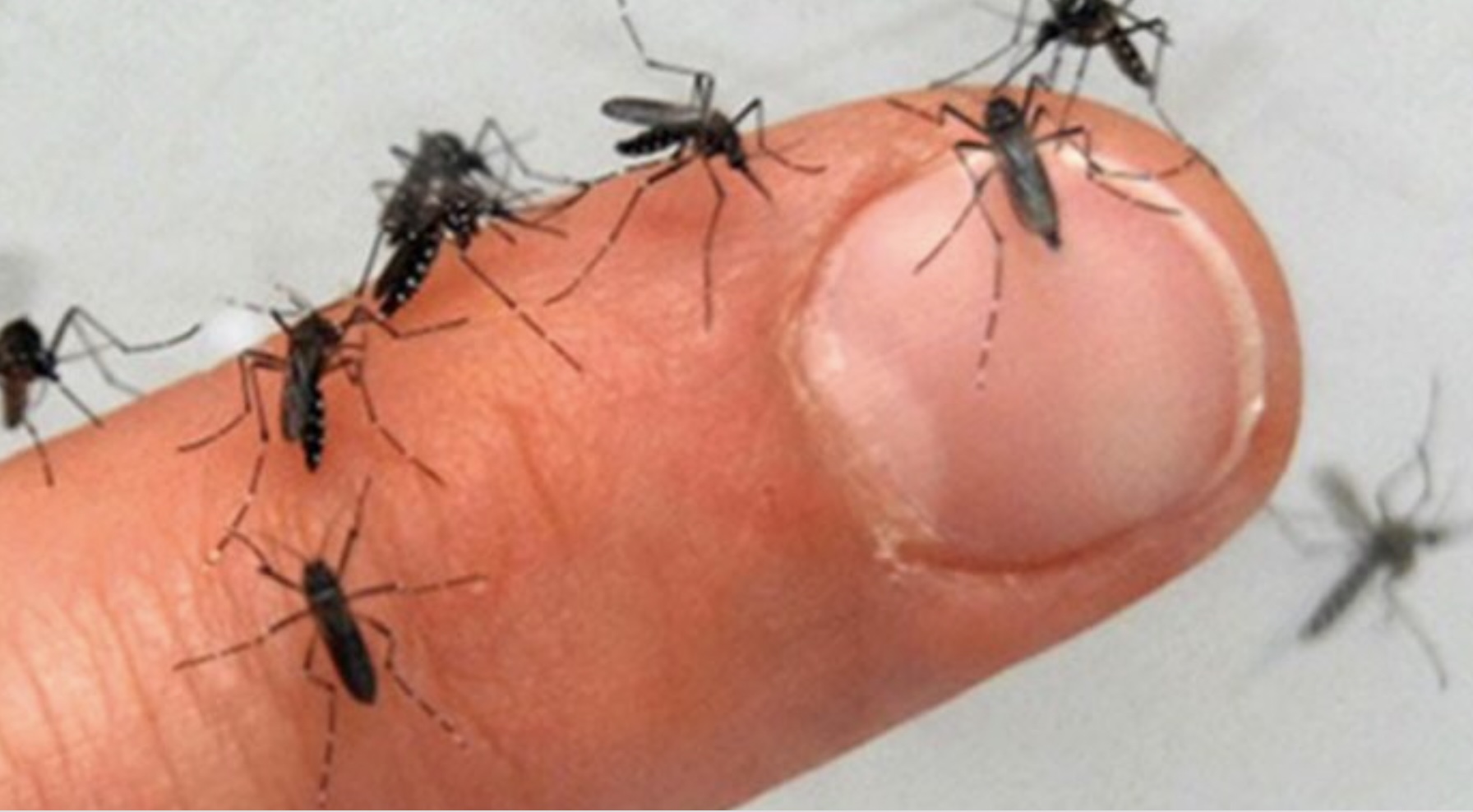 SUPERTIP: Dit geheime trucje zorgt ervoor dat je nooit meer gestoken wordt door een mug!