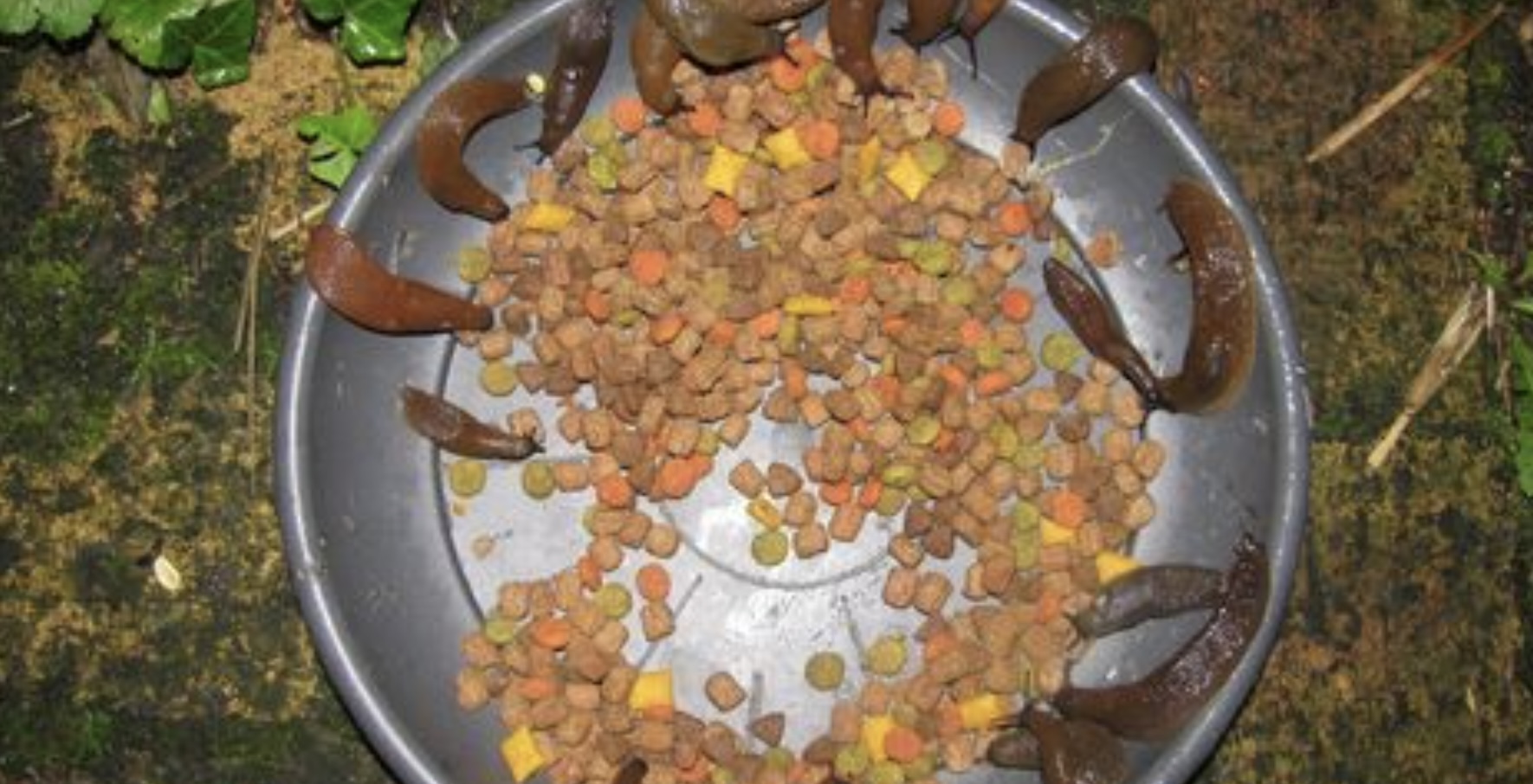 Verwijder slakken door middel van deze eenvoudige tip