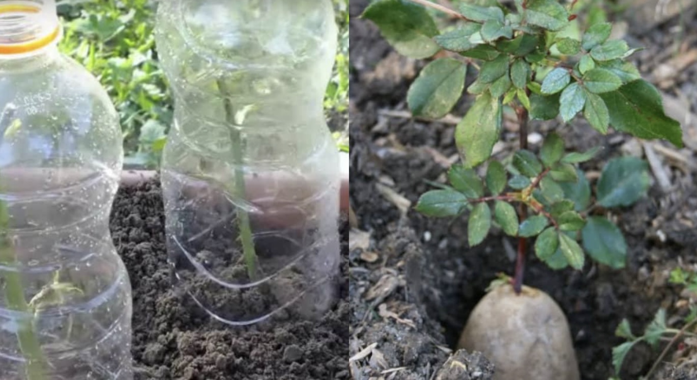 Ze steekt een rozensteel in een aardappel. Wat er een week later gebeurt? Geweldig!