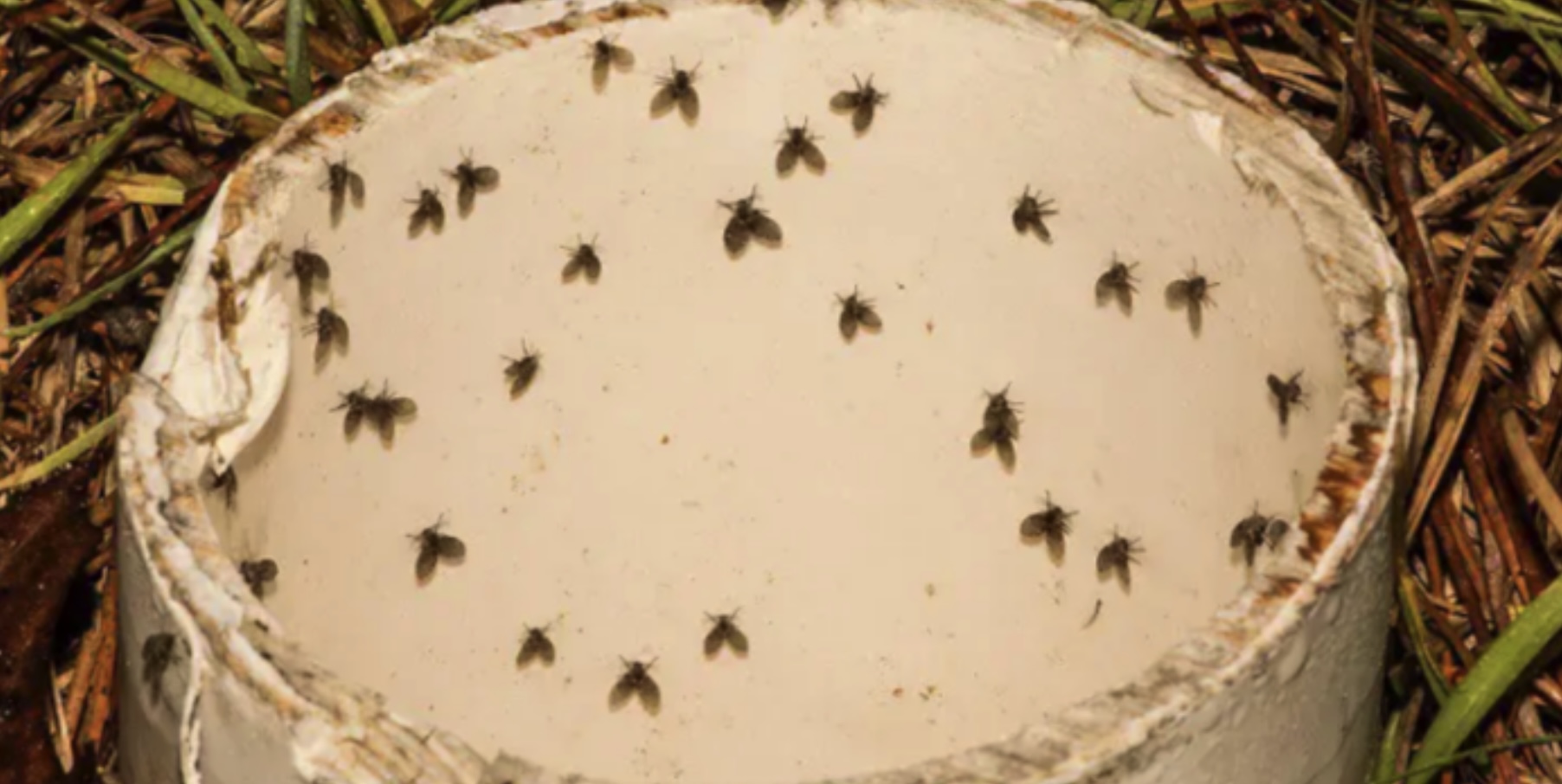 Met deze truc heb je er nooit meer last van rioolvliegjes