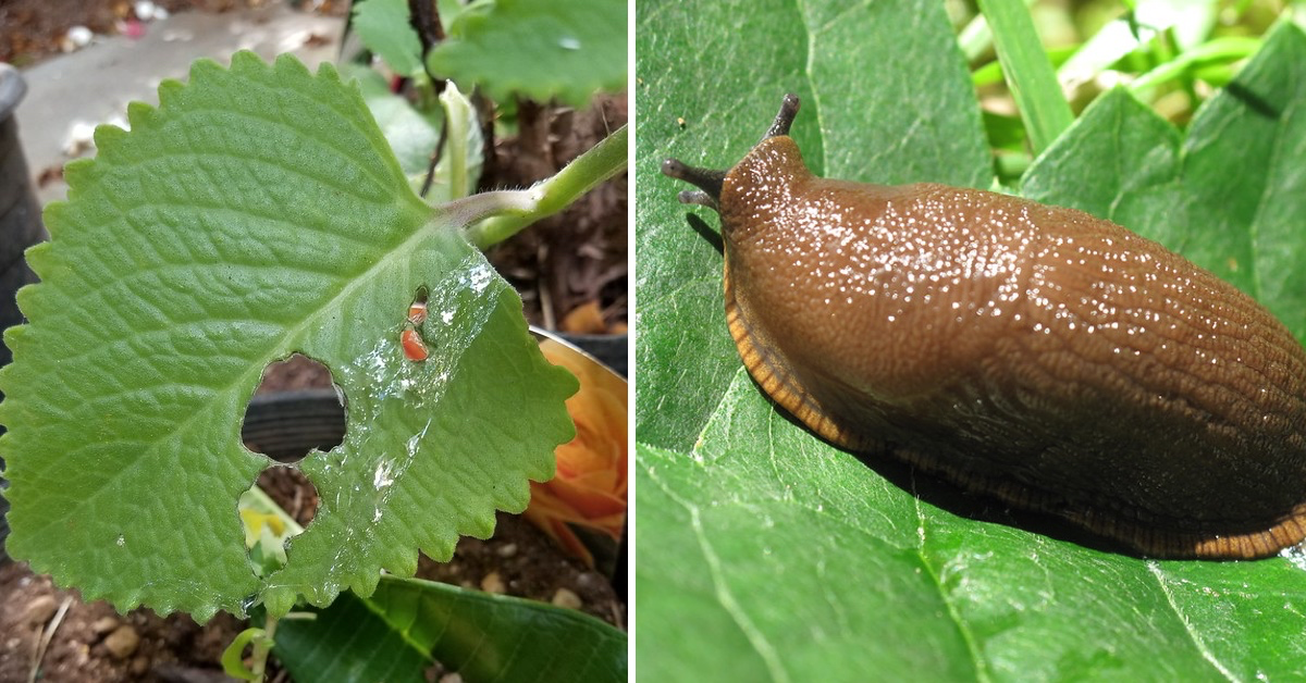 10 trucs tegen vervelende slakken in de tuin