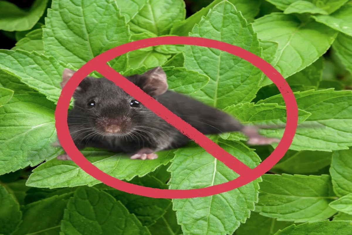 7 kamerplanten waar insecten ver vandaan blijven