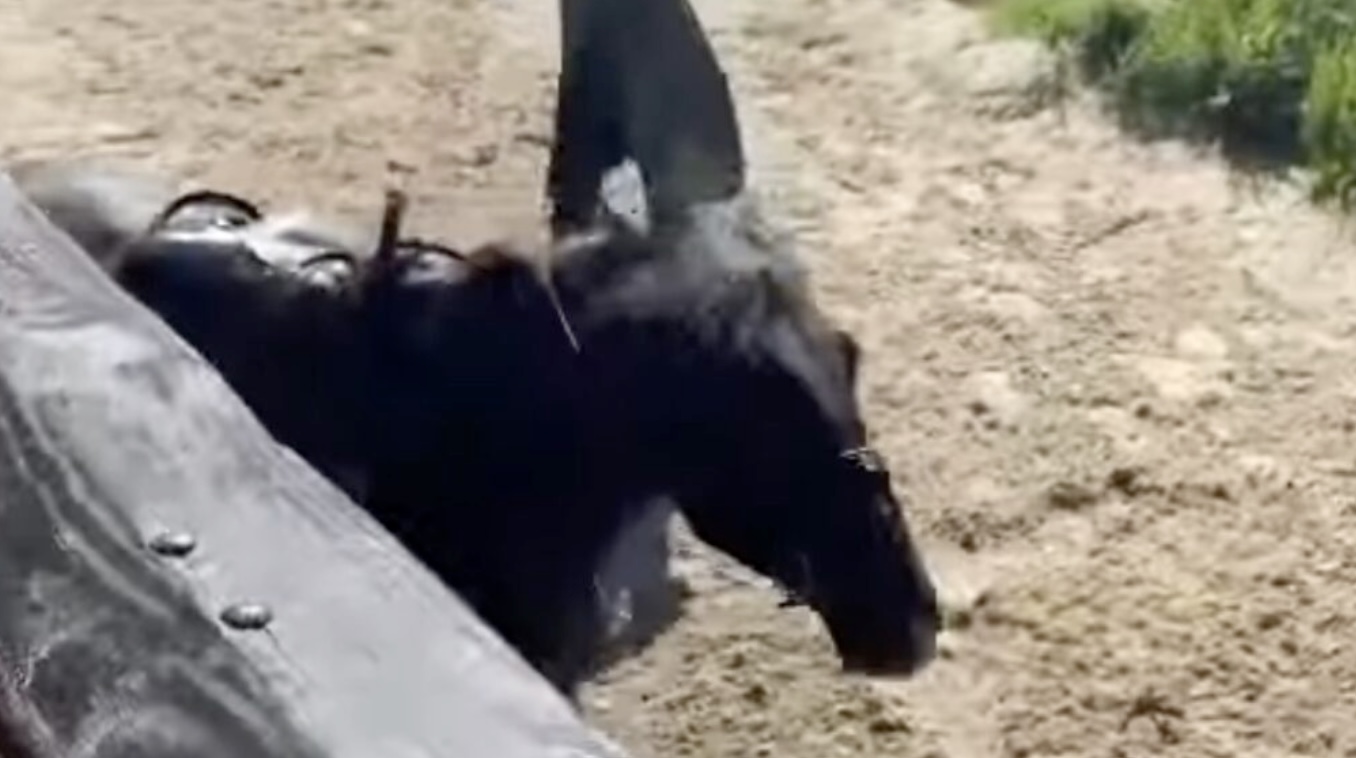 Video: Paard zakt door benen tijdens stunt in Efteling “Superzielig!”