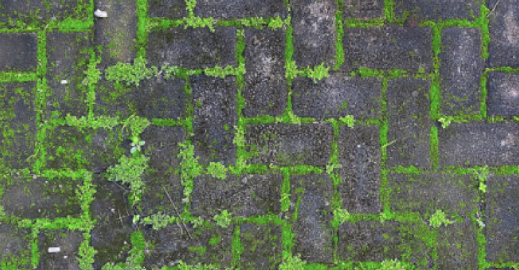 Met dit geheime trucje kom je van dat irritante mos af tussen je tegels of oprit!