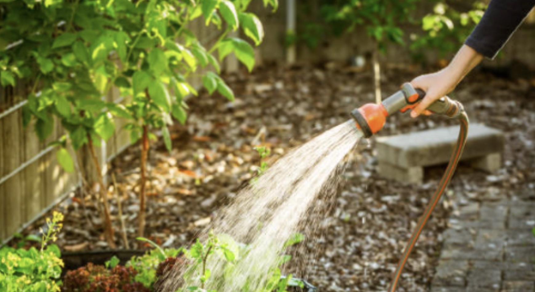 Feit of fabel? Tuinplanten verbranden wanneer ze water krijgen in de volle zon?