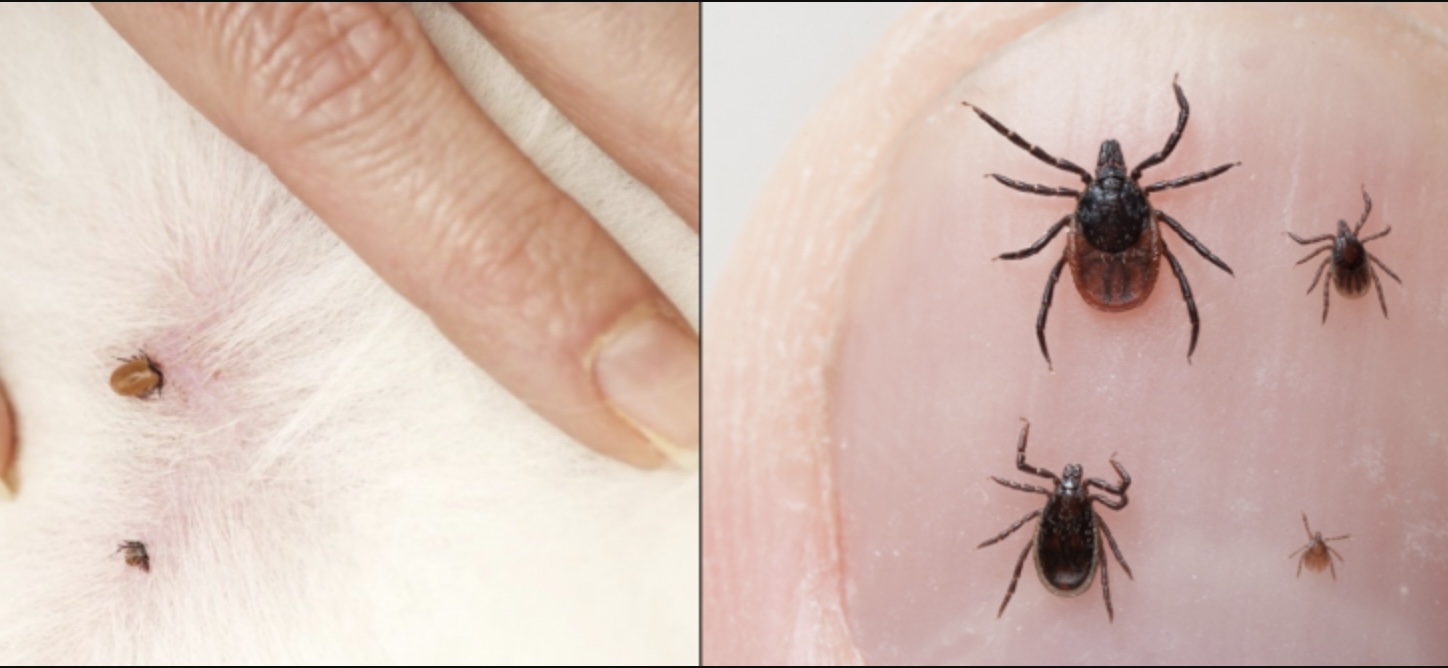 Teken alarm: Behoed je huisdier voor agressieve teken met deze simpele truc!