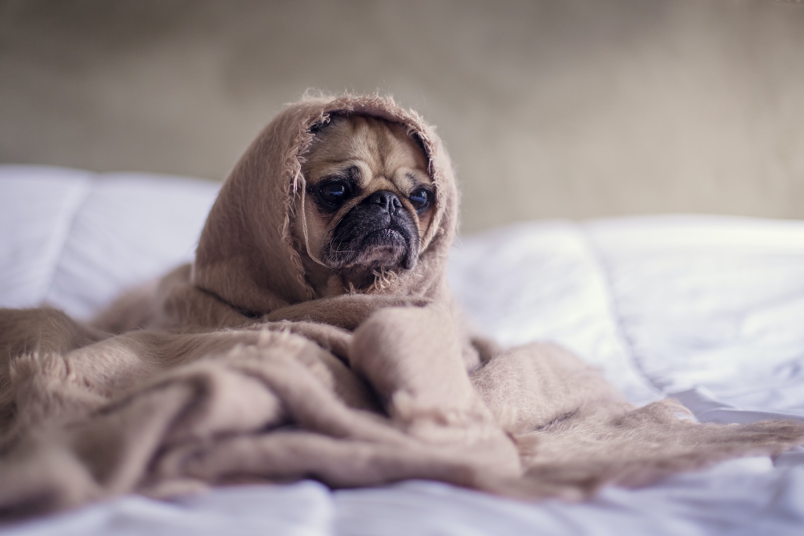 Pug covered with blanket on bedspread