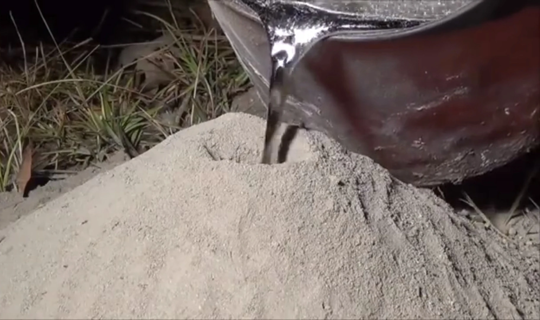 Met dit simpele trucje verlos je jouw tuin van irritante mieren zonder chemicaliën!