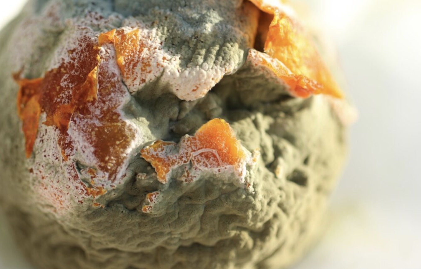 Waarschuwing: Dit is wat er kan gebeuren als je (per ongeluk) beschimmeld voedsel eet