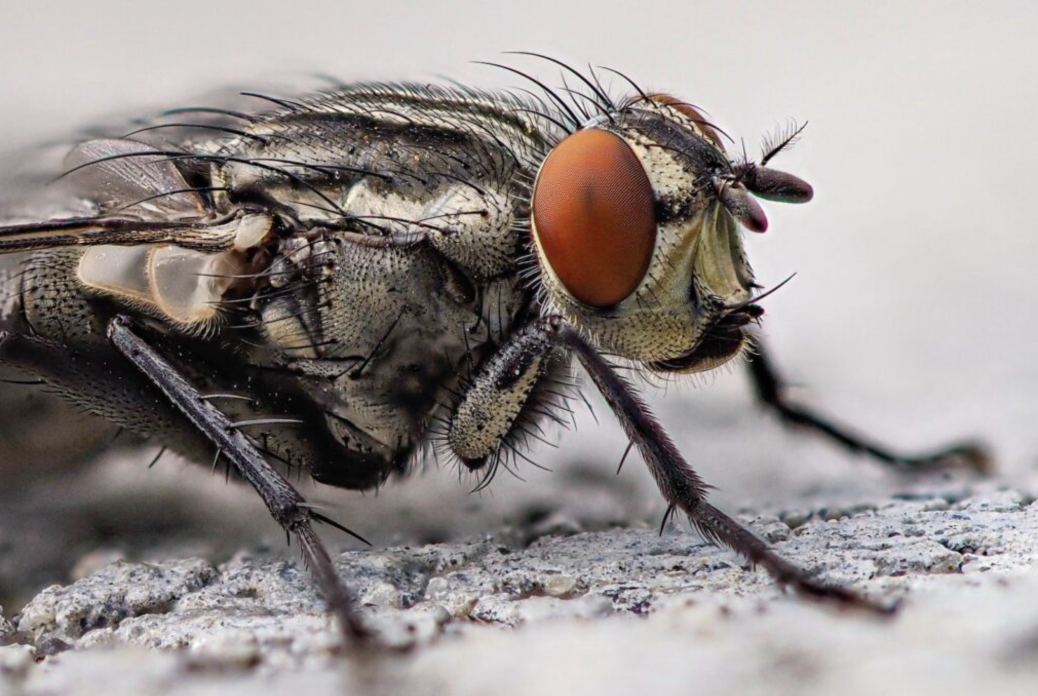 Deze tip helpt je voorgoed van die vervelende huisvliegen af