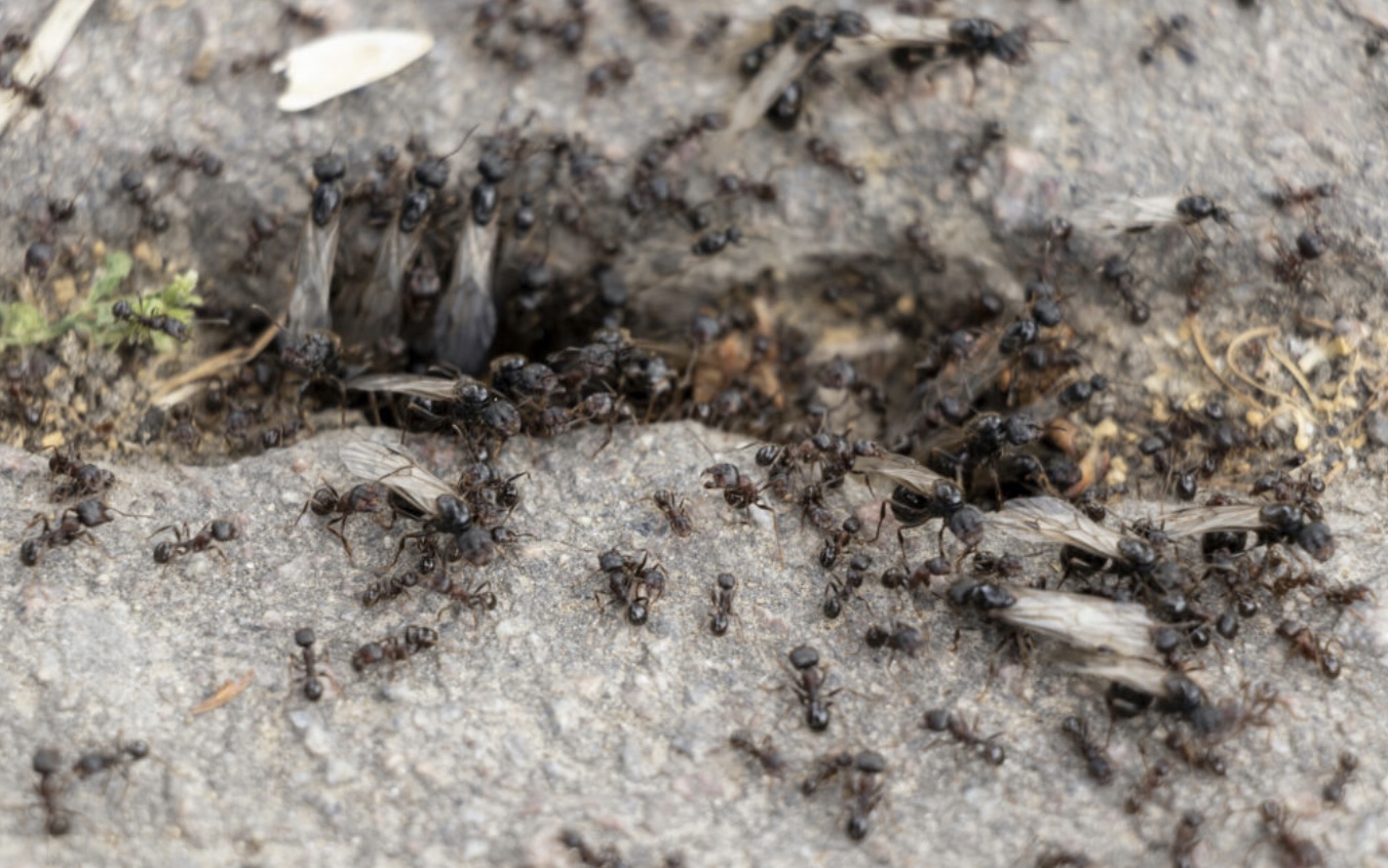 LET OP: Dit is waarom je de laatste tijd zo veel vliegende mieren ziet (je gelooft het niet)