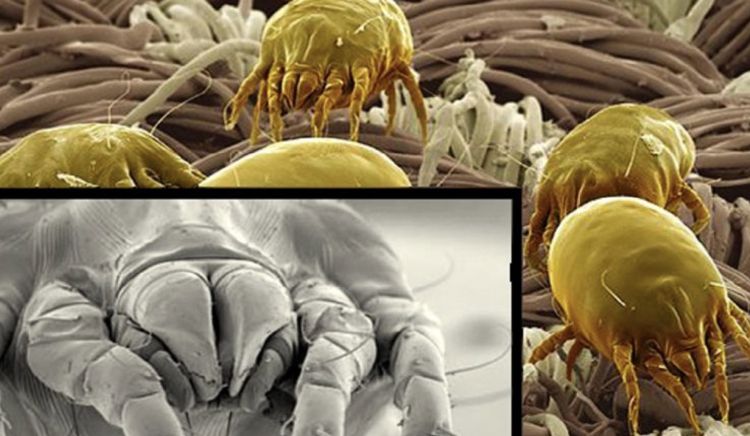 Bah! Nederlanders verspreiden poep-bacterie in bed door dit kledingstuk te dragen