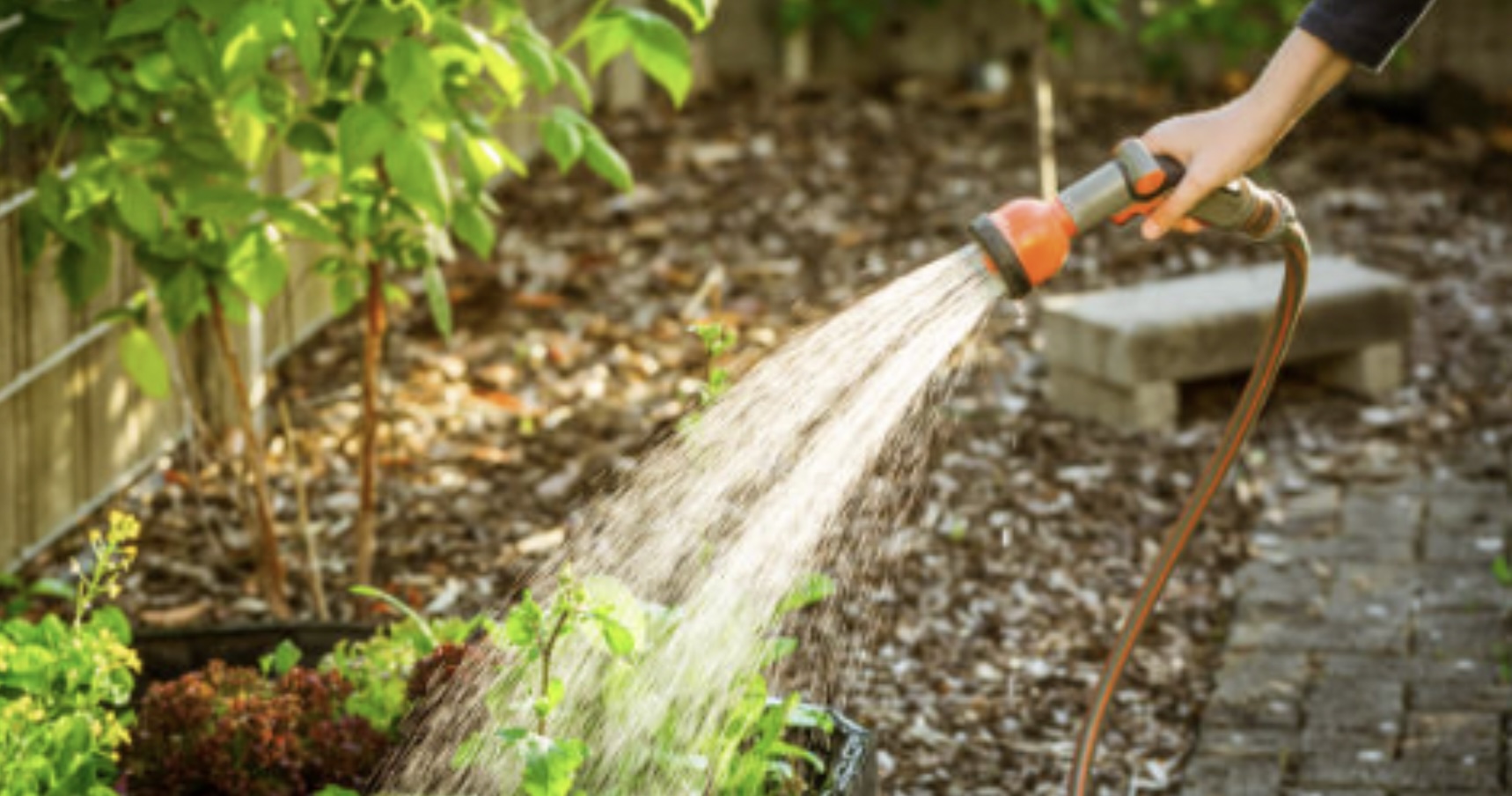 Tuinplanten verbranden wanneer ze water krijgen in de volle zon? Feit of fabel?