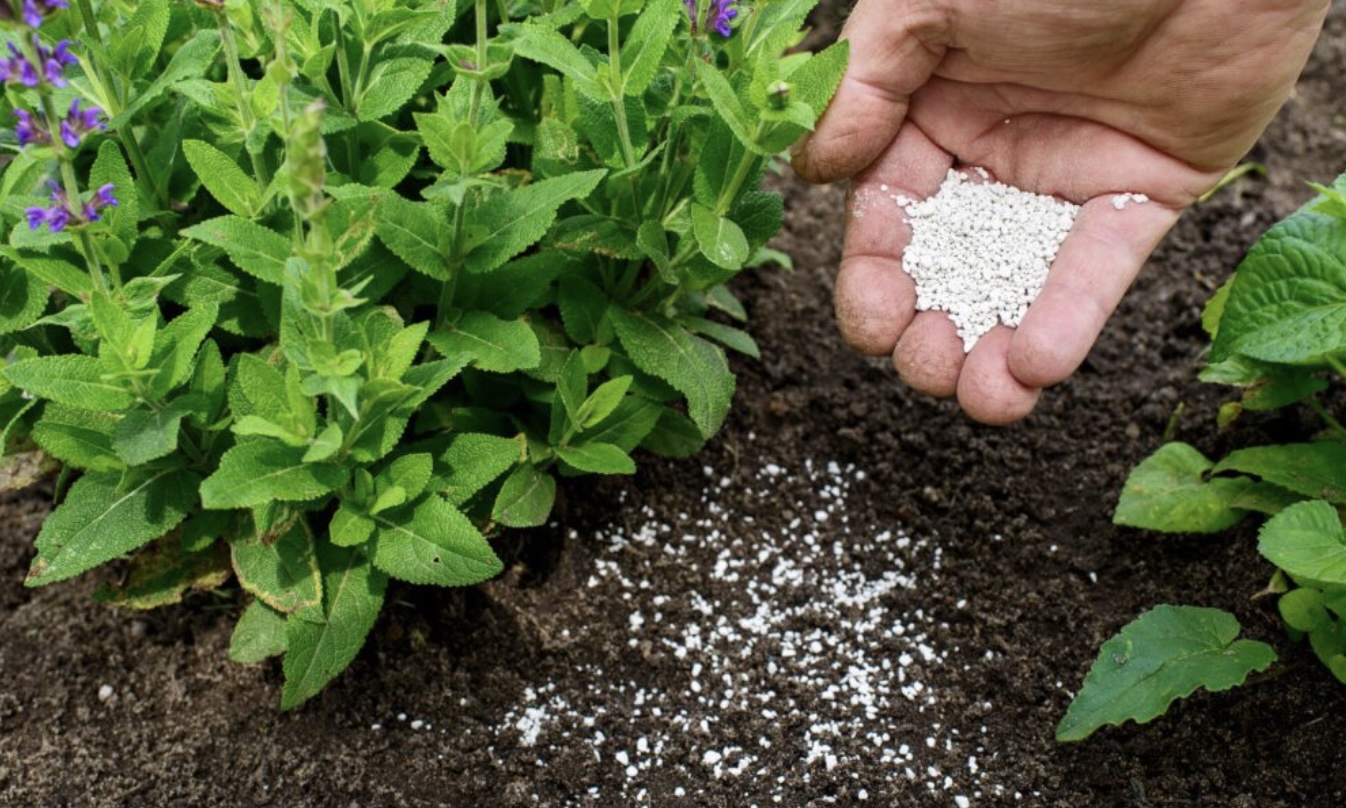 SUPERTIP: Dankzij deze truc drogen je planten niet uit als je op vakantie gaat