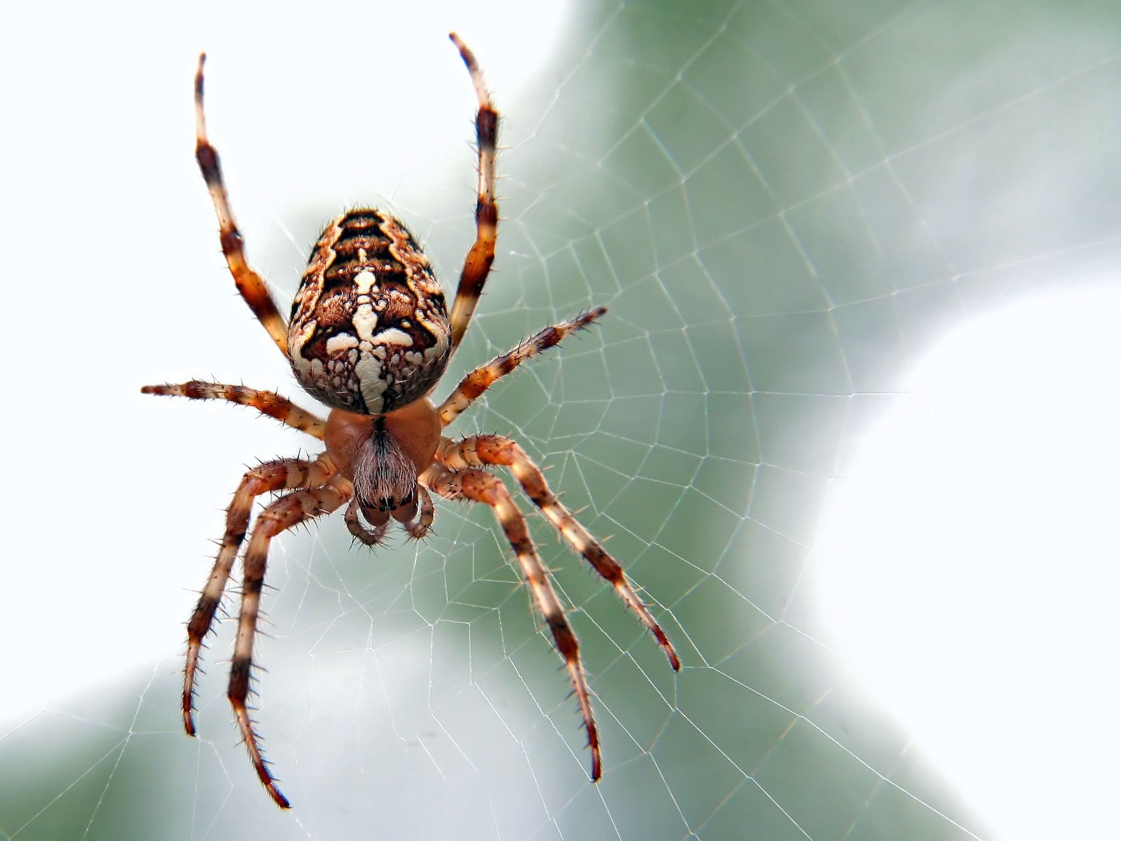 Brown and black spider close up photography