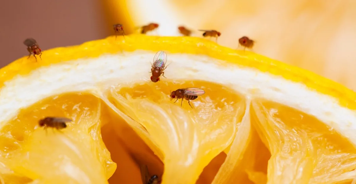 Last van fruitvliegjes? Plaats deze plant in je keuken en je bent er voorgoed vanaf!
