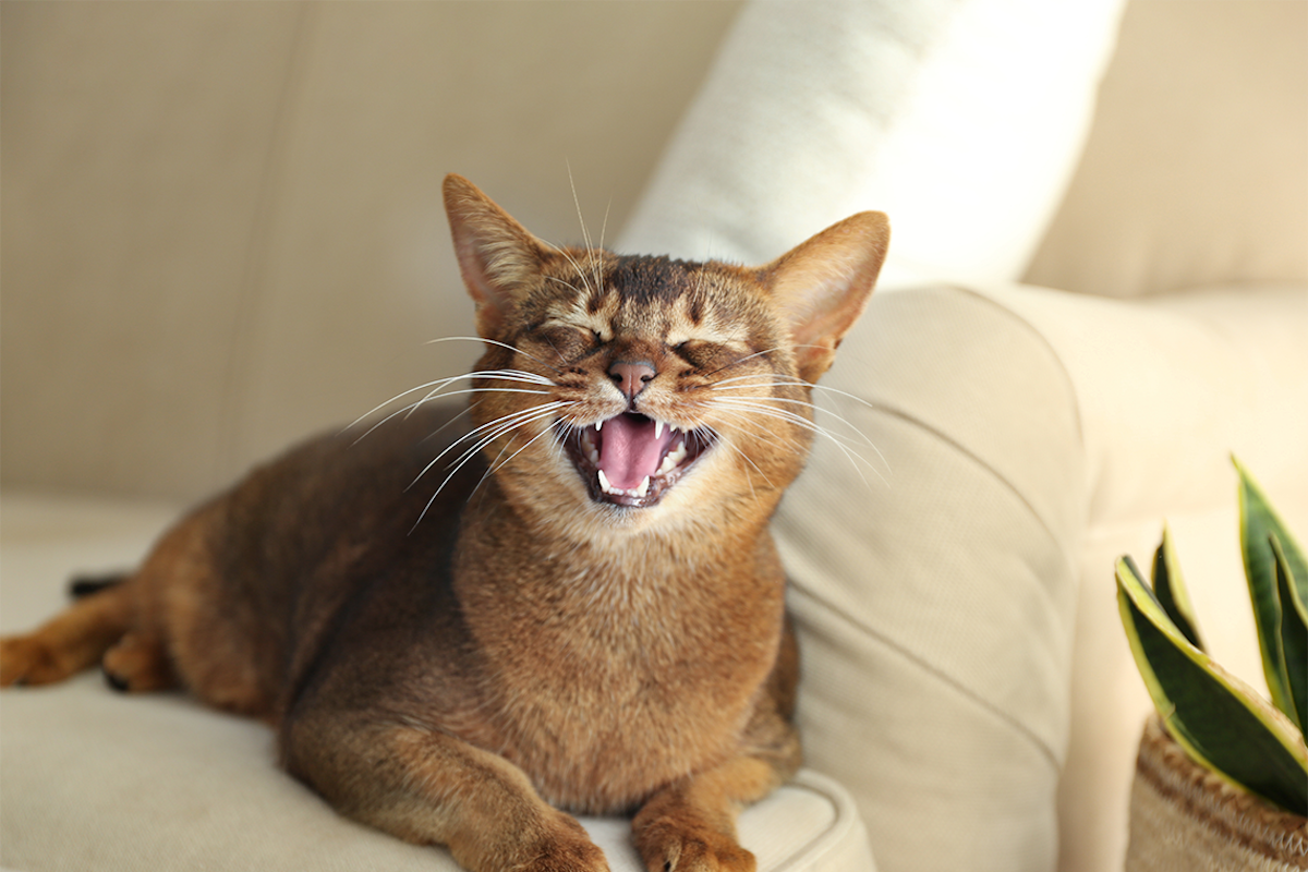 Je bent gewaarschuwd:  Dit probeert jouw kat je te vertellen