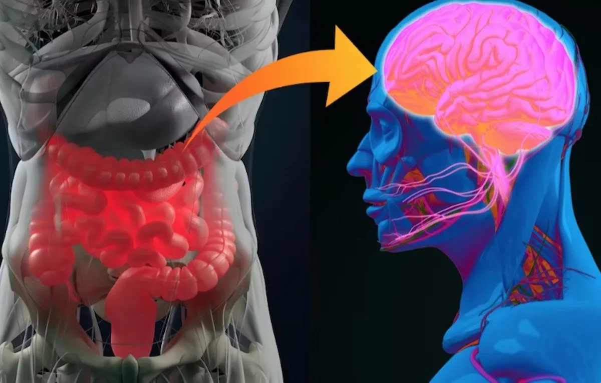 Onderzoekers sprakeloos: jouw darmen kunnen indicatie geven of je Alzheimer zal krijgen. Dít is waarom!